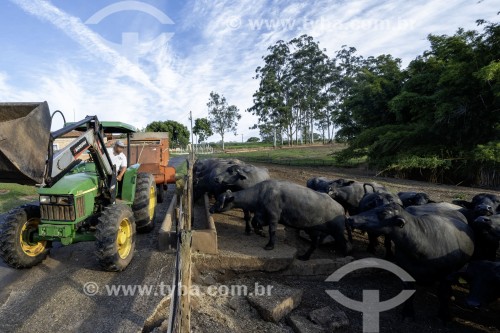 Búfalos recebendo ração no cocho - Santa Rita do Passa Quatro - São Paulo (SP) - Brasil