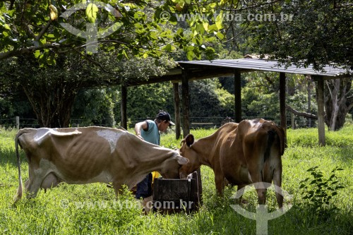 Trabalhador rural abastecendo o cocho de ração em piquete de gado leiteiro da raça Gir - Santa Rita do Passa Quatro - São Paulo (SP) - Brasil