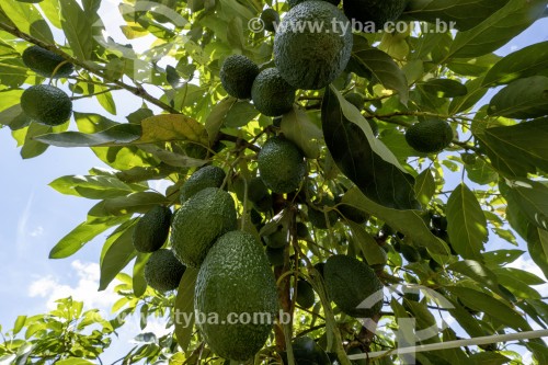 Pomar de abacate tipo avocado hess irrigado para exportação - Santa Rita do Passa Quatro - São Paulo (SP) - Brasil