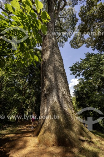 Jequitibá-rosa no Parque Estadual Vassununga - Porto Ferreira - São Paulo (SP) - Brasil