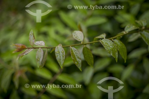 Planta Ora-pro-nóbis em horta - Guarani - Minas Gerais (MG) - Brasil