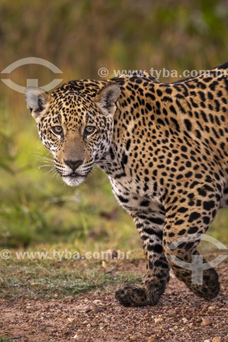 Onça pintada (panthera onca) - Refúgio Caiman - Miranda - Mato Grosso do Sul (MS) - Brasil