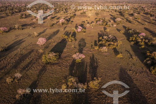 Foto feita com drone de paisagem do Pantanal com  Ipê-rosa (Tabebuia impetiginosa) florido - Refúgio Caiman - Miranda - Mato Grosso do Sul (MS) - Brasil