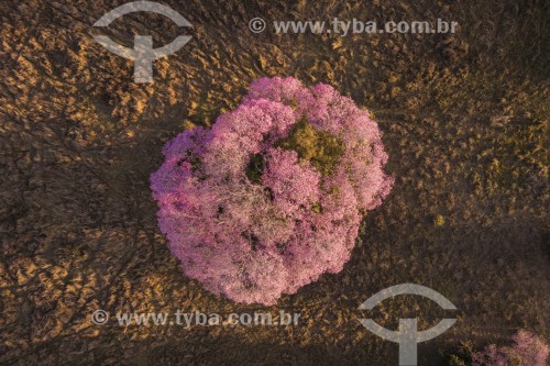 Foto feita com drone de paisagem do Pantanal com  Ipê-rosa (Tabebuia impetiginosa) florido - Refúgio Caiman - Miranda - Mato Grosso do Sul (MS) - Brasil