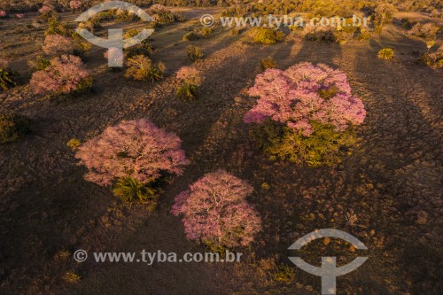 Foto feita com drone de paisagem do Pantanal com  Ipê-rosa (Tabebuia impetiginosa) florido - Refúgio Caiman - Miranda - Mato Grosso do Sul (MS) - Brasil