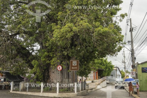 Árvore Baobá (Adansonia sp) histórica no centro da cidade - Nísia Floresta - Rio Grande do Norte (RN) - Brasil
