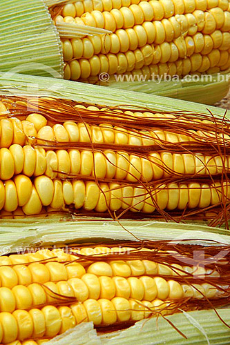  Ears of corn (Corn-cobs) 