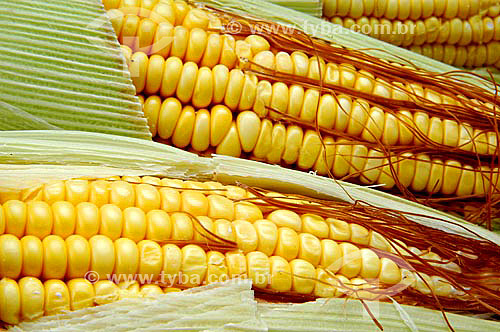  Ears of corn (Corn-cobs) 