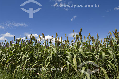  Corn plantation - Sao Paulo state 