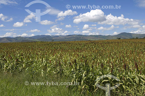  Corn plantation - Sao Paulo state 