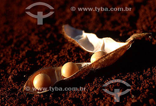  Detail of soybean in husk. 