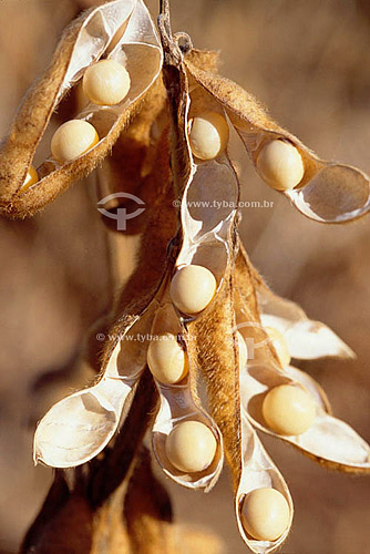  Dried soybean pods - Itiquira - Mato Grosso state - Brazil 