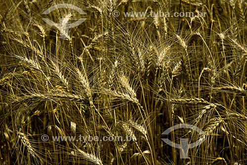  Wheat plantation - Brazil 