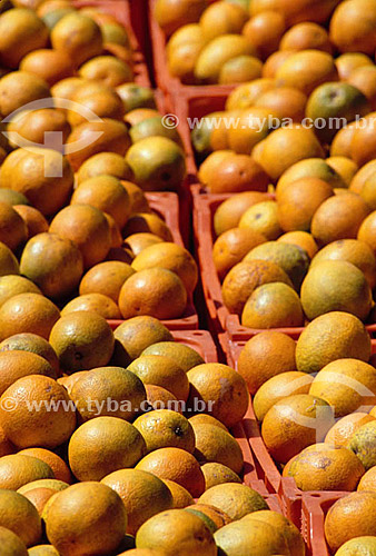  Agriculture - Fruit - Oranges in boxes - Matao city - Sao Paulo state - Brazil  