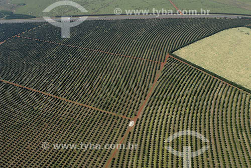  Aerial view of Orange trees plantation fields between Piracicaba and Limeira towns - Sao Paulo state 