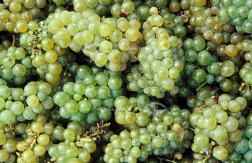  Agriculture - Fruit - Grapes used in the white wine production 
