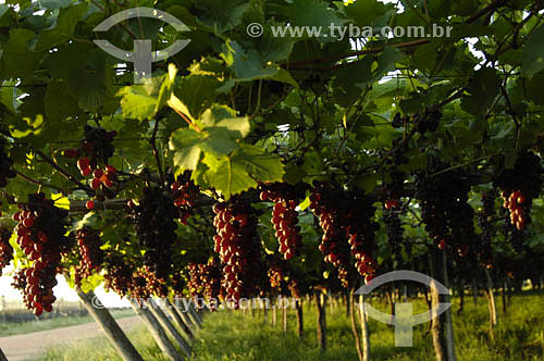  Crimson grape vineyard - Sao Francisco Valley - Petrolina town - Pernambuco state - Brazil 