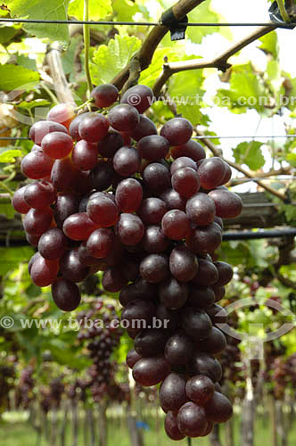  Crimson grape vineyard - Sao Francisco Valley - Petrolina town - Pernambuco state - Brazil 