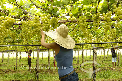  Italy grape vineyard - Sao Francisco Valley - Petrolina town - Pernambuco state - Brazil 