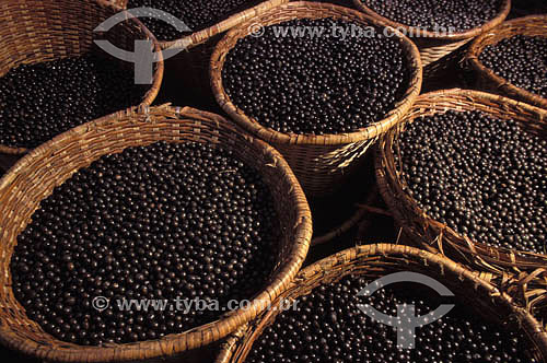  Açai - Northern Brazilian Fruits - Ver-o-Peso Market (See the Weight Market) - Belem city - Para state - Brazil   