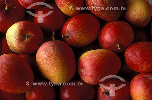  Fruits: close up of mangos 