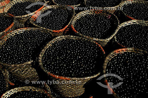  Baskets full of açai (Northern Brazilian Fruits) - Ver-o-Peso Market (See the Weight Market) - Belem city - Para state - Brazil 