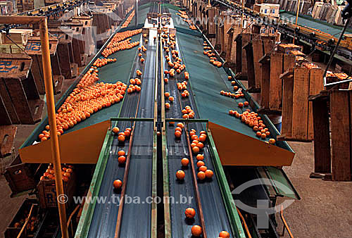  Orange classification machine - Sorocaba city - Sao Paulo state - Brazil 