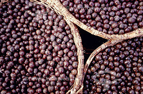  (Euterpe oleracea) Fruit - Açai exposed in 