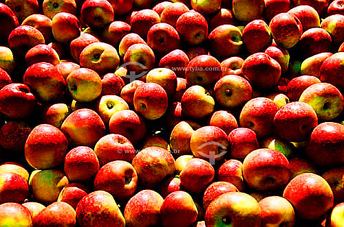  Apples - Fraiburgo city - Santa Catarina state - Brazil 