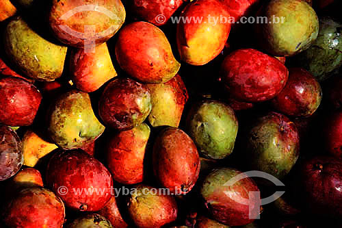  Fruit - Mango 