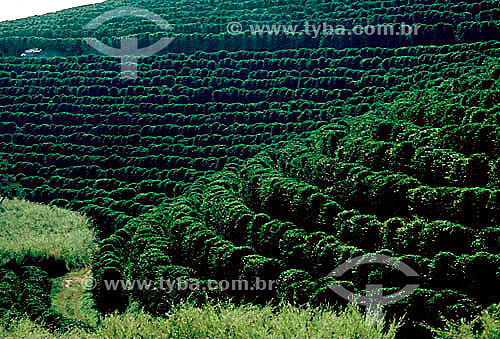  Subject: Coffee Plantation / Place: Minas Gerais state (MG) - Brazil / Date: 1995 