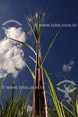  Sugarcane plants in plantation 