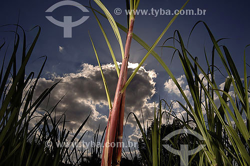  Sugarcane plants in plantation 