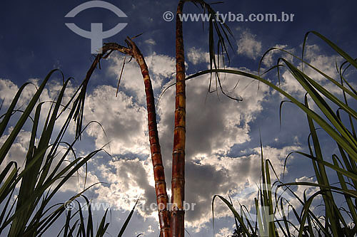  Sugarcane plants in plantation 