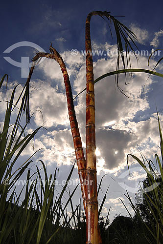  Sugarcane plants in plantation 