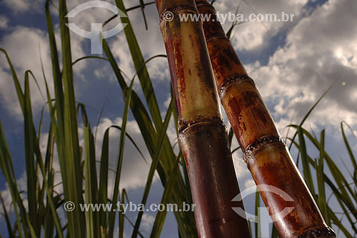  Sugarcane plants in plantation 