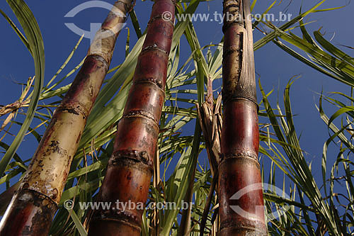  Sugarcane plants in plantation 