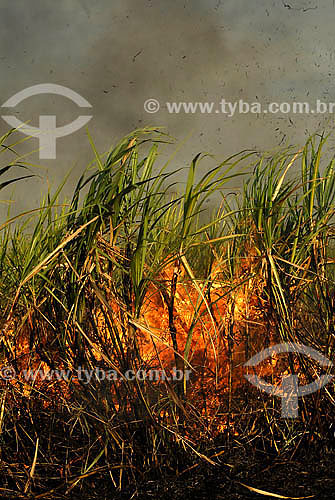  Burned Sugar Cane fields - Campos dos Goytacazes region - Rio de Janeiro state - Brazil 