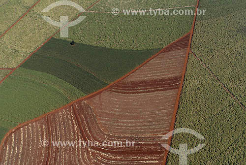  Aerial view of Sugarcane plantation between Piracicaba and Limeira towns - Sao Paulo state  