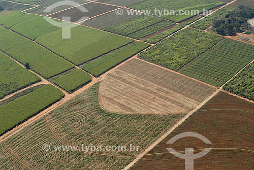  Aerial view of Sugarcane plantation between Piracicaba and Limeira towns - Sao Paulo state  