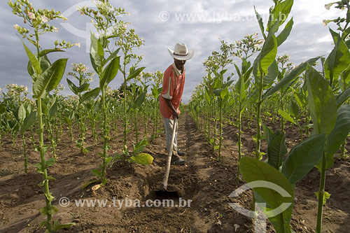  Subject: Tobbacco plantation for Cigars manufactoring / Place: Sao Goncalo do Campo city - Bahia state (BA) - Brazil / Date: 2008 