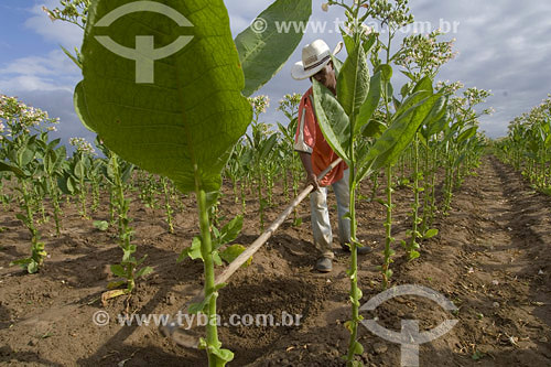  Tobbacco plantation for Cigars manufactoring - Salvador city - Bahia state  