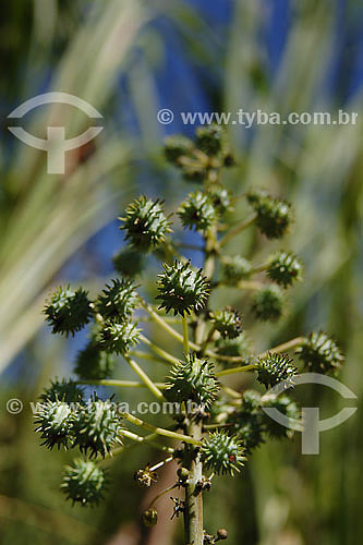  Castor oil plant - plant used to make Biodiesel Oil 