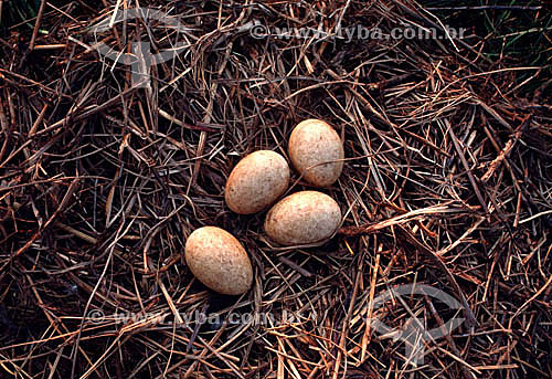  Bird eggs in nest - Brazil 