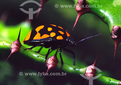  Beetle on cactus 