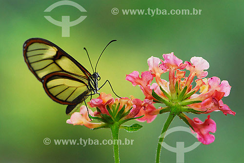   Ithomiinae butterfly - Friburgo region - Rio de Janeiro state - Brazil 