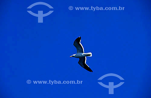  Bird flying - Brazil 