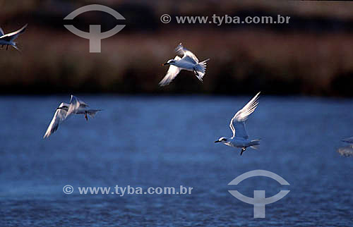  Birds flying - Brazil 