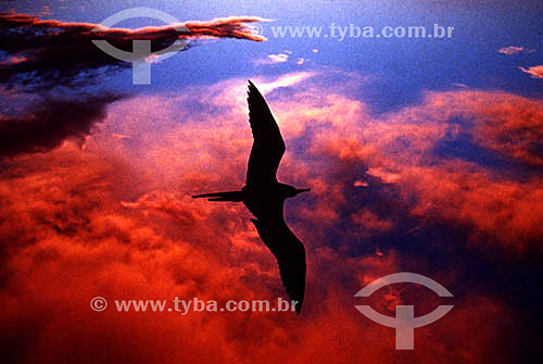  Bird flying at the sunset - Brazil 