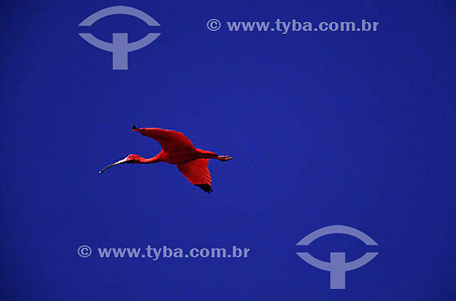  (Eudocimus ruber) Scarlet Ibis flying - Alcântara island - Maranhão state - Brazil 
